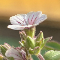 Gypsophila (Acanthophyllum) cerastioides